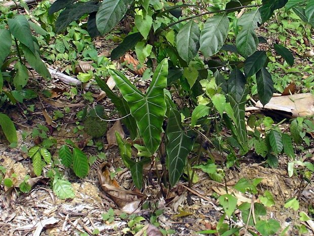 Знакомое растение. Алоказия Корталза (Alocasia longiloba)