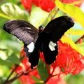 Бабочка Papilio sataspes
