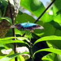 Бабочка-красавица Парусник Улисс (Papilio Ulysses)