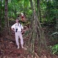 Ходячее дерево. Амазонская пальма Socratea exorrhiza или Cashapona