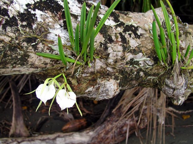 Орхидеи (Брассавола узловатая / Brassavola nodosa) на стволе дерева 