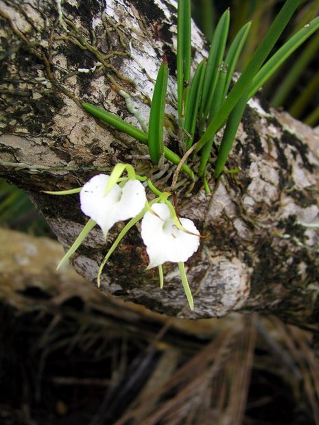 Орхидея  Брассавола узловатая (Brassavola nodosa) 
