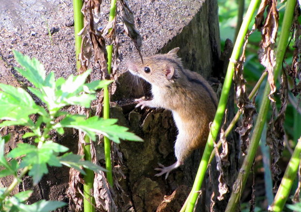 Прозорливая мышка-норушка