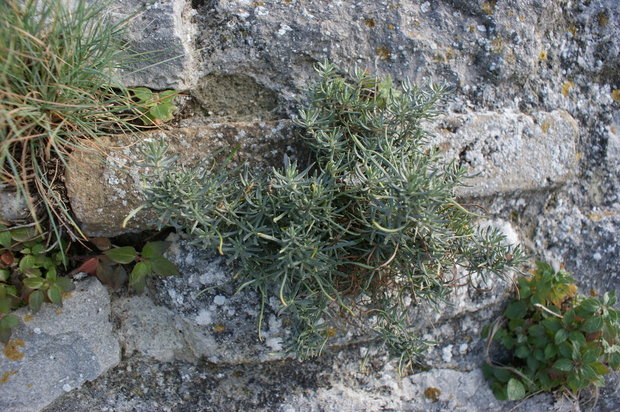 Альпийские растения на стенах крепости