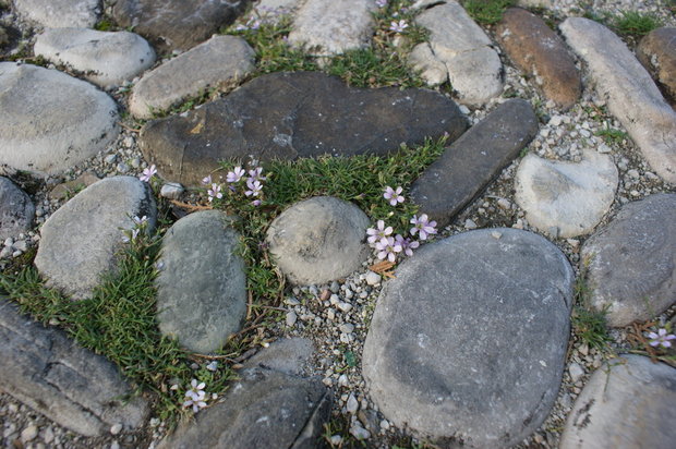 Крошечные цветочки между брусчаткой (Sagina)