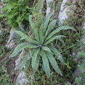 Растение (Echium)