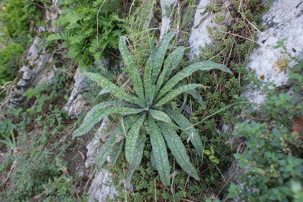 Растение (Echium)