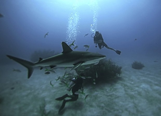 Дайвинг с акулами