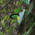 Бабочка Орнитоптера приам (Ornithoptera priamus)