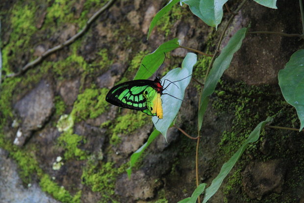 Бабочка Орнитоптера приам (Ornithoptera priamus)