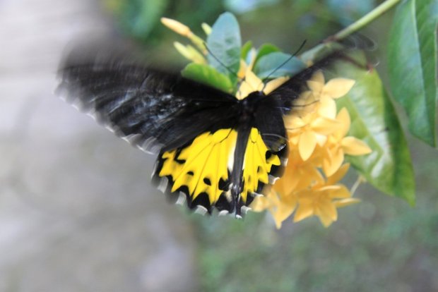 Бабочка Птицекрылка золотистая  (Troides rhadamantus)