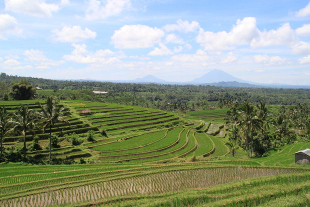 Рисовые террасы на Бали