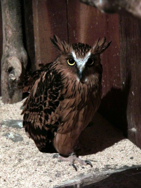 Сова Buffy fish owl