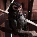 Сова Spotted Wood Owl