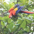 Ара-макао (Scarlet Macaw / Guacamayo rojo / Ara macao)