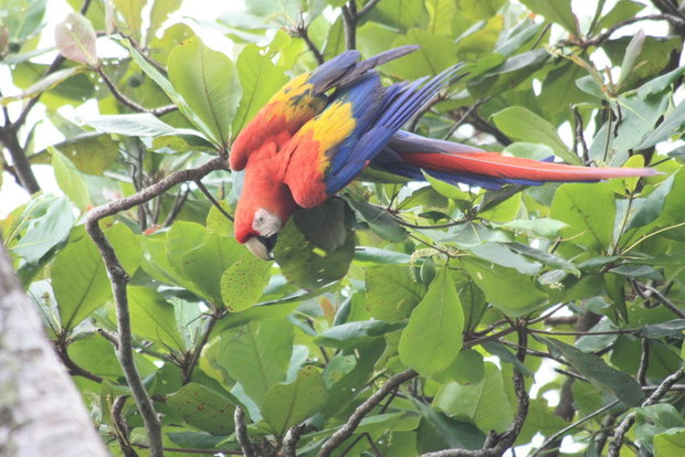 Ара-макао (Scarlet Macaw / Guacamayo rojo / Ara macao)