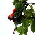 Ара-макао  (Scarlet Macaw / Guacamayo rojo / Ara macao)