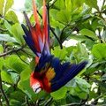 Ара-макао  (Scarlet Macaw / Guacamayo rojo / Ara macao)