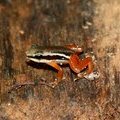 Лягушка Silverstoneia (Colostethus) flotator / Lowland Rocket Frog / Rana brincadora de bajura