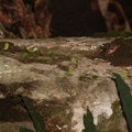Муравьи-листорезы (Leaf-cutting Ant / Zompopa / Atta cephalotes) 