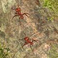 Муравьи-листорезы. Воины  (Leaf-cutting Ant / Zompopa / Atta cephalotes) 