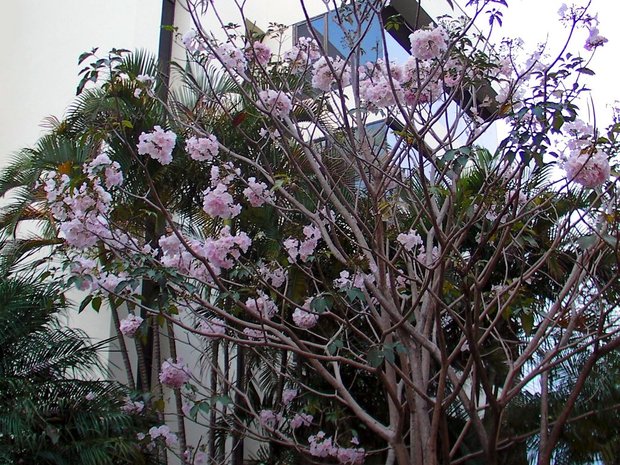 Муравьиное дерево (Tabebuia impetiginosa)