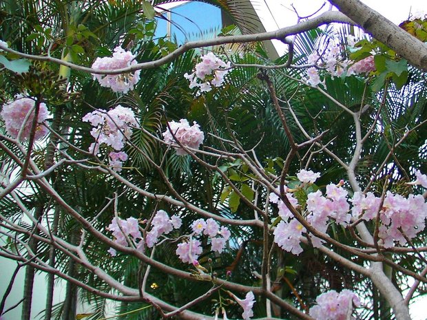 Муравьиное дерево (Tabebuia impetiginosa)