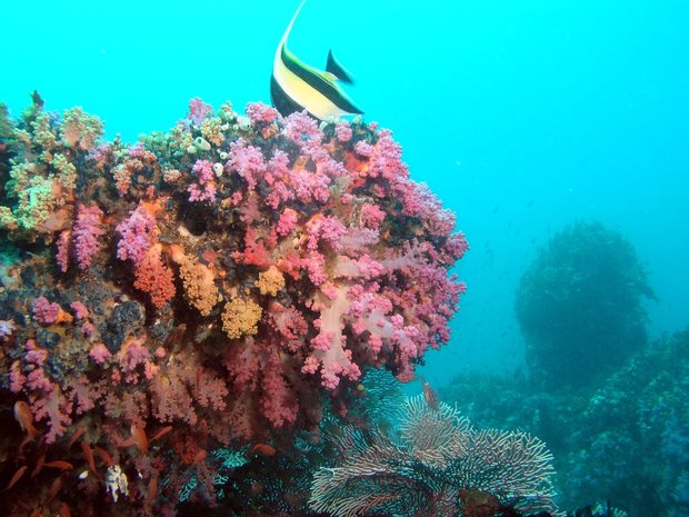 Фрагмент морского дна. Мягкие кораллы
