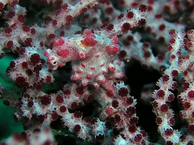 Конек на коралле (Pygmy Sea Horse / Hippocampus bargibanti)