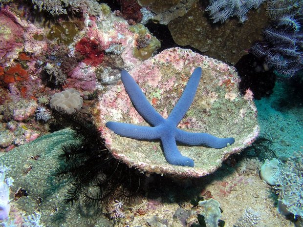 Морская звезда Голубая линкия (Linckia laevigata)