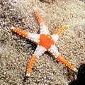 Морская звезда (Sea star Celerina sp.)