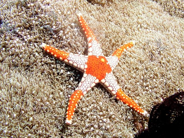 Морская звезда (Sea star Celerina sp.)