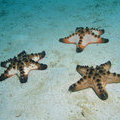 Морские звезды (Protoreaster nodosus)