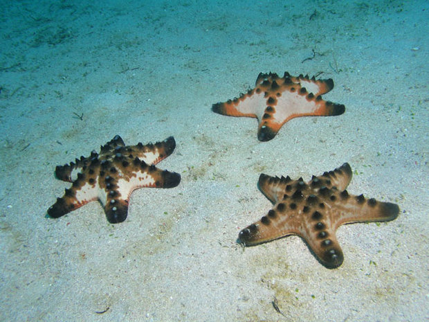 Морские звезды (Protoreaster nodosus)