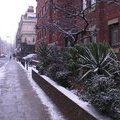 Предрождественский Лондон. Пальмы в снегу