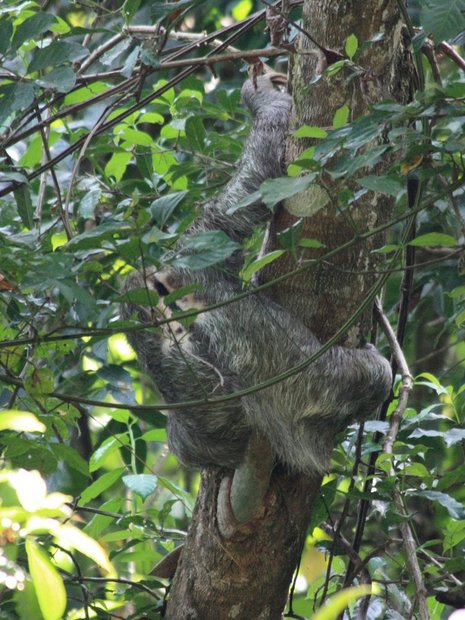 Ленивец на дереве