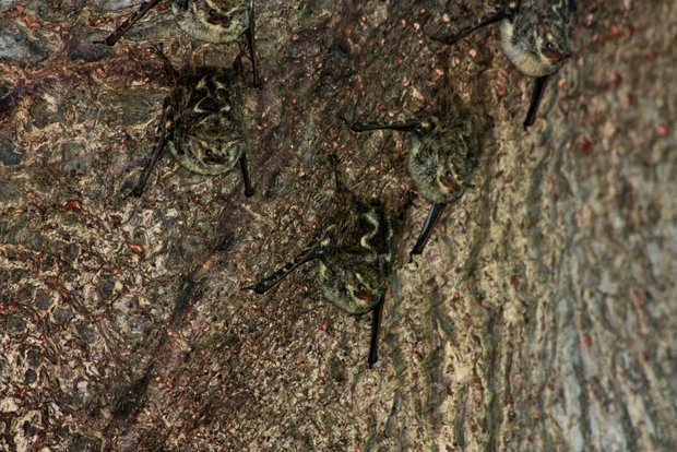 Летучие мыши Long-nosed (Proboscis) Bat (Murcielago-saco narizon / Rhynchonycteris naso)