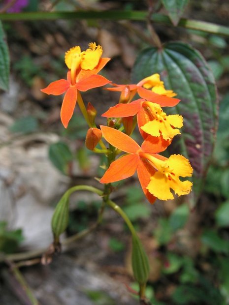 Орхидея Эпидендрум укореняющийся (Epidendrum radicans)
