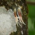 Цикады Pterodicta reticularis, Fulgoridae