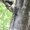 Игуана на дереве (Black Ctenosaur / Garrobo negro / Ctenosaura similis)