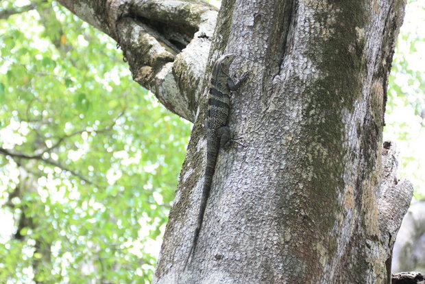 Игуана на дереве (Black Ctenosaur / Garrobo negro / Ctenosaura similis)