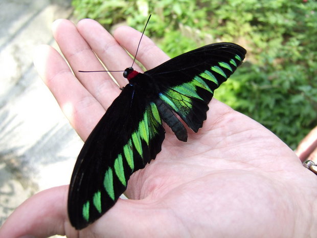 Бабочка Орнитоптера Брука (Trogonoptera brookiana), самец
