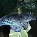 Бабочка Papilio memnon agenor (Great Mormon) male