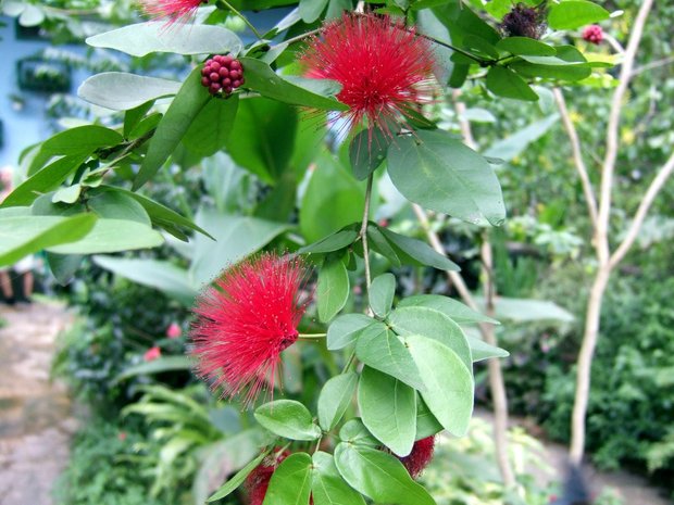 Пушистые цветочки (Calliandra emarginata)