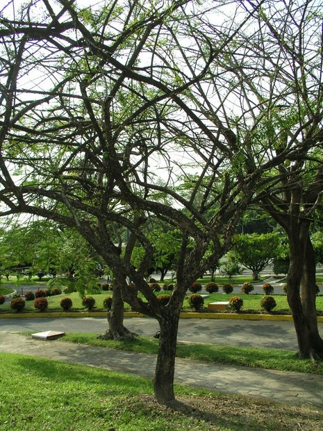 Горлянковое дерево (Calabash Tree / Crescentia alata / Jicara / Luch Maya / Crescentia cujete)