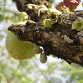 Горлянковое дерево (Calabash Tree / Crescentia alata / Jicara / Luch Maya / Crescentia cujete)