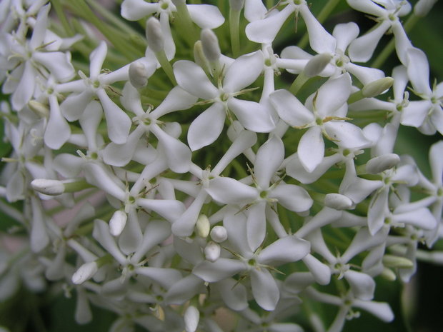 Искора белая (Ixora finlaysoniana / Ixora fragrans / Fragrant Ixora)