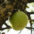Плод горлянкового дерева (Calabash Tree / Crescentia alata / Jicara / Luch Maya / Crescentia cujete)