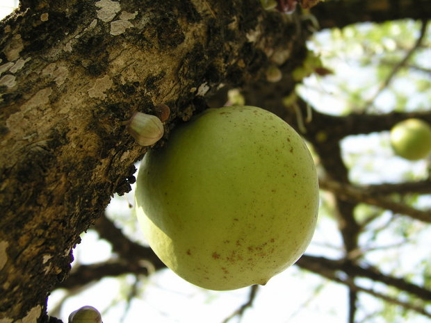 Плод горлянкового дерева (Calabash Tree / Crescentia alata / Jicara / Luch Maya / Crescentia cujete)