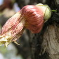 Цветок горлянкового дерева (Calabash Tree / Crescentia alata / Jicara / Luch Maya / Crescentia cujete)